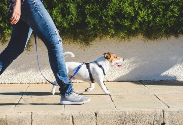 Promenade et garde d'animal domestique à domicile, dans le 78, par ESSY